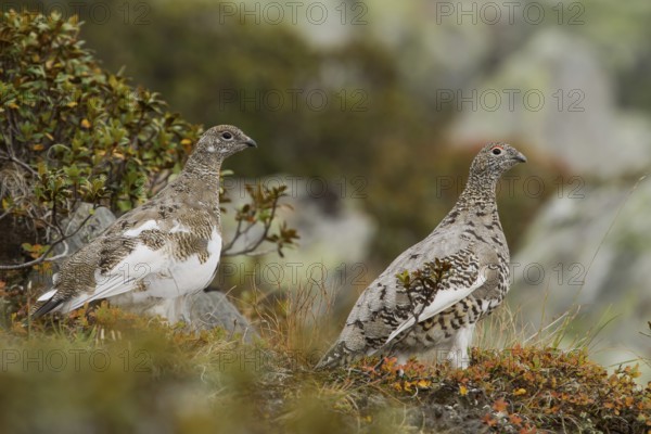 Rock Ptarmigan (Lagopus muta), Tyrol, Austria