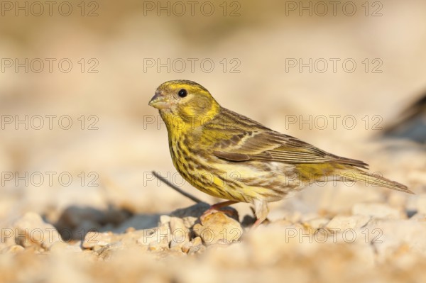 European Serin (Serinus serinus), Croatia