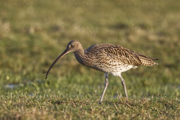 Eurasian Curlew (Numenius arquata) foraging, North Rhine-Westpalia, Germany