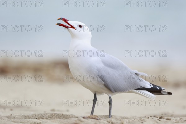 Audouin's Gull (Ichthyaetus audouinii) calling, Mallorca, Spain