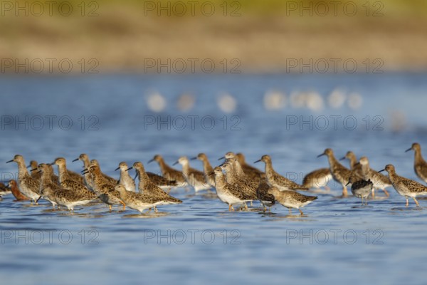 Ruff (Calidris pugnax) group foraging, Lesvos, Greece