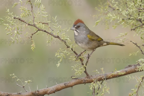 Green-tailed Towhee (Pipilo chlorurus) perched on a branch, Arizona, USA