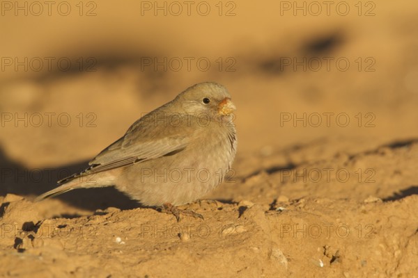 Trumpeter Finch (Bucanetes githagineus), Morocco