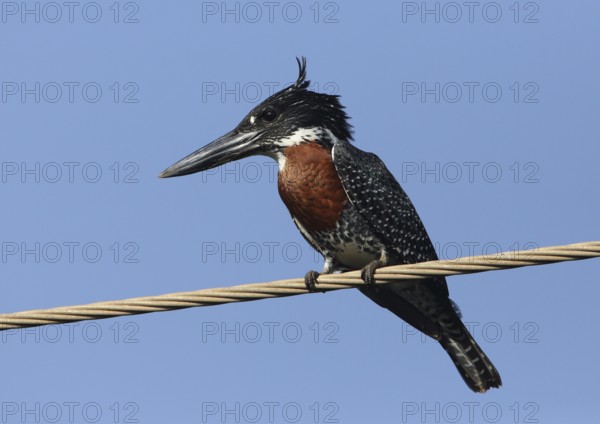 Giant Kingfisher (Megaceryle maxima), Gambia