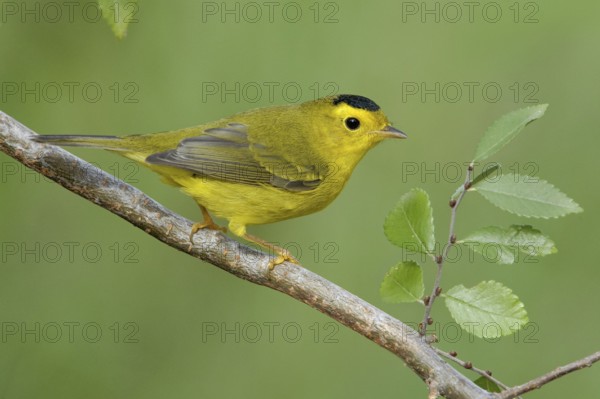 Wilson's Warbler (Cardellina pusilla), Texas, USA