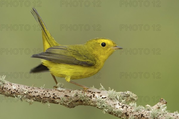 Wilson's Warbler (Cardellina pusilla) female, Texas, USA