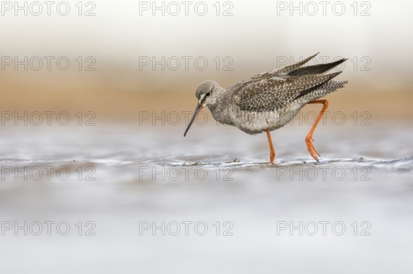 Spotted Redshank (Tringa erythropus) foraging, Poland