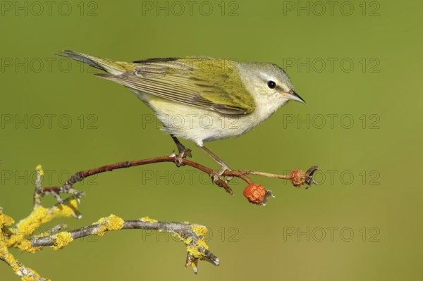 Tennessee Warbler (Leiothlypis peregrina), Texas, USA