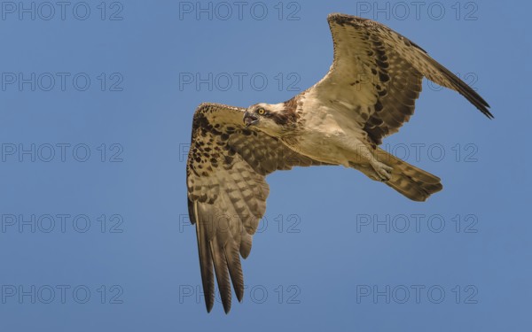 Fischadler (Pandion haliaetus) beim Überflug