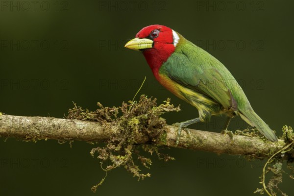 Red-headed Barbet (Eubucco bourcierii) perched on a branch in the Andes mountains of Colombia