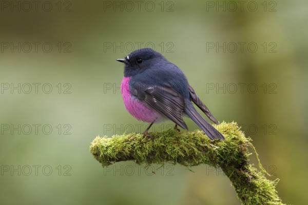 Pink Robin (Petroica rodinogaster) male perched on a mossy branch, Victoria, Australia