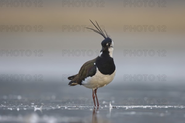 Northern Lapwing (Vanellus vanellus) male, North Rhine-Westphalia, Germany
