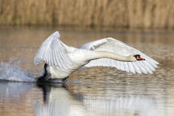HÃ¶ckerschwan startet