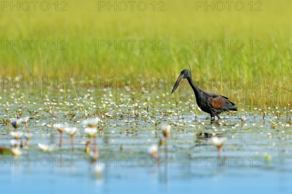 African Openbill, black large African stork. Bird with unusual bill useful to extract snails in typical wetland white flower environment. African bird photography, Okavango delta, Botswana
