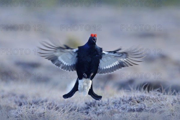 Black grouse on the pine tree. Nice bird Grouse, Tetrao tetrix, in marshland, Russia. Spring mating season in the nature. Wildlife scene from north Europe. Black bird with red crest, white tail