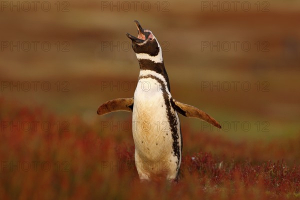 Penguin in the red evening grass, Magellanic penguin, Spheniscus magellanicus. Black and white penguin in the nature habitat, Falkland Islands. Beautiful penguin with open bill. Bird in the grass