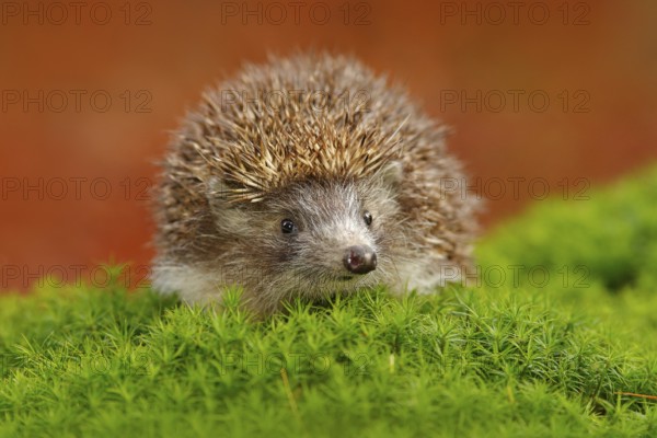 Hedgehog, Erinaceus europaeus, on a green moss at the forest, photo with wide angle. Hedgehog in dark wood, autumn image.Cute funny animal with snipes. Wildlife nature, Europe