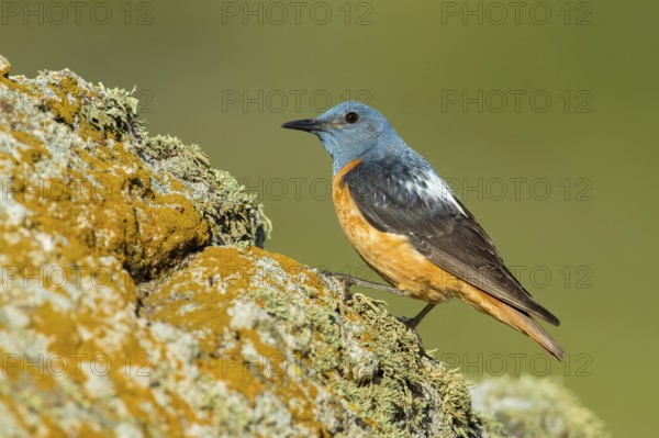 Common Rock Thrush (Monticola saxatilis) male perched on a rock, Castile and Leon, Spain