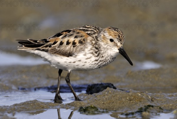 Western Sandpiper (Calidris mauri), British Columbia, Canada