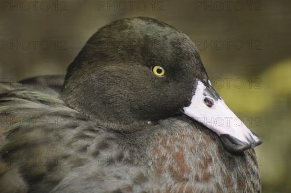 Blue Duck (Hymenolaimus malacorhynchos), New Zealand
