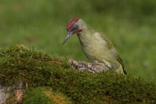 European Green Woodpecker (Picus viridis), adult male perched on a tree, Castilla Leon, Spain