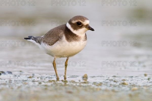 Common Ringed Plover (Charadrius hiatucula), walking on marsh shore, Galicia, Spain