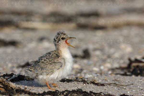 Little Tern (Sternula albifrons) calling chick, Lower Saxony, Germany