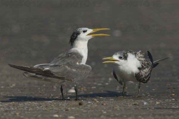 Greater Crested Tern (Thalasseus bergii), Oman