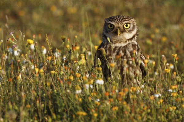 Little Owl (Athene noctua), Seville, Spain