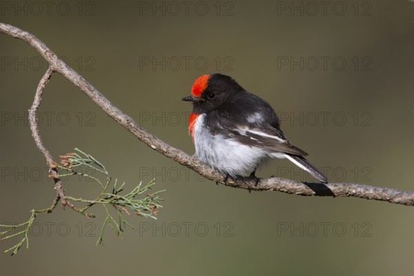Red-capped Robin (Petroica goodenovii) male, New South Wales, Australia
