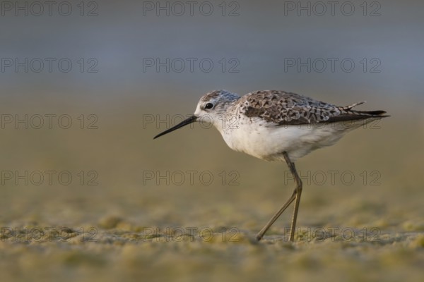 Marsh Sandpiper (Tringa stagnatilis), Oman