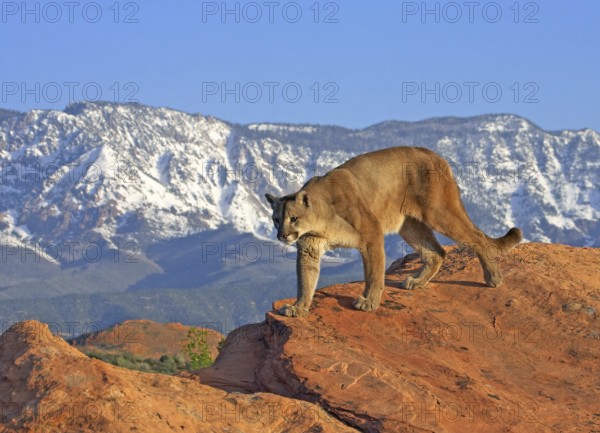 Mountain Lion (Puma concolor) male patrols the highlands, Utah, USA