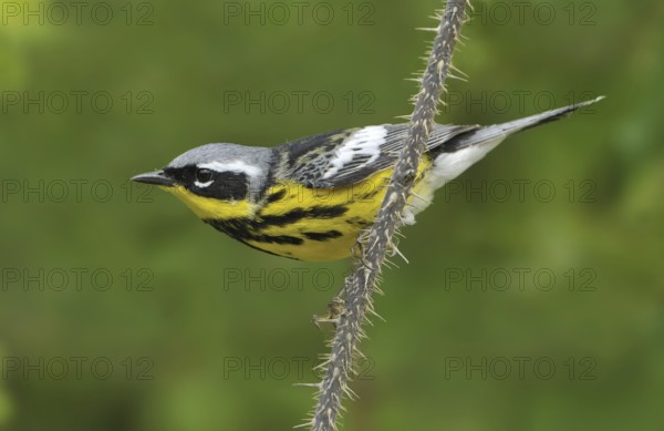 Magnolia Warbler (Setophaga magnolia), Alberta, Canada