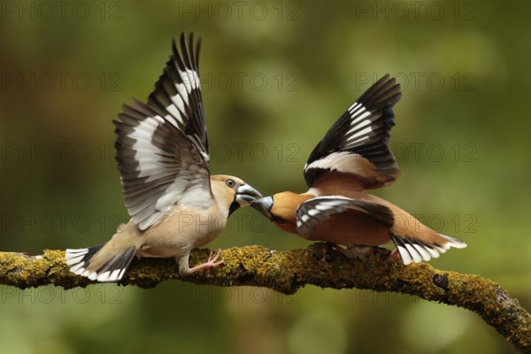 Appelvink man vecht met vrouw, Hawfinch male fighting with female