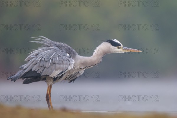 Grey Heron (Ardea cinerea), North Rhine-Westphalia, Germany