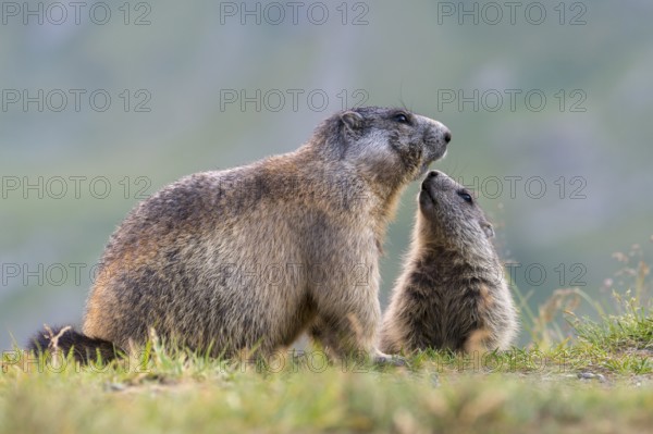 Alpine Marmot (Marmota marmota) adult with young, High Tauern National Park, Carinthia, Austria