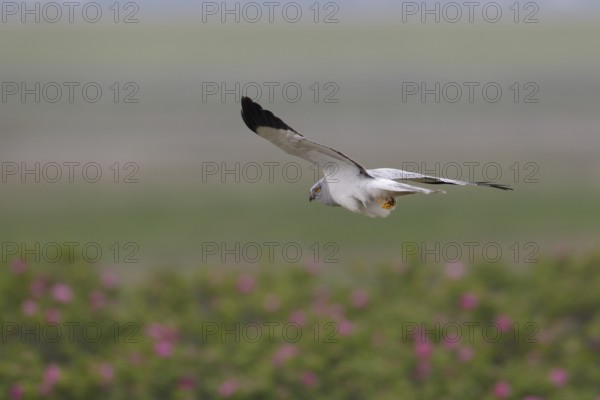 Kornweihe; lat. Circus cyaneus; adultes Männchen im Flug; sich umdrehend; über Dünenfuß mit blühenden Rosen; Ostaußengroden; der Ostfriesischen Insel Wangerooge; Nordsee