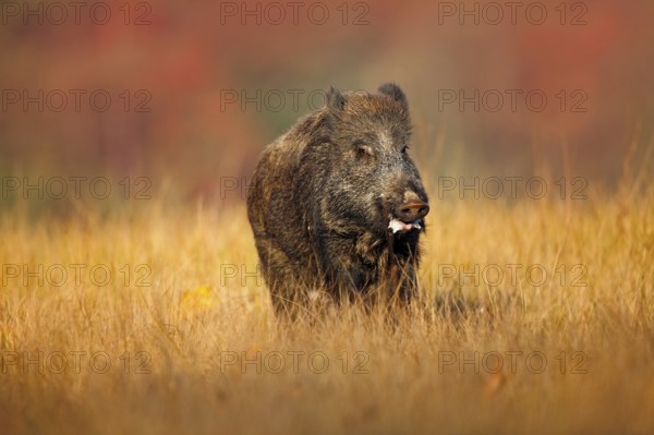 Big Wild boar, Sus scrofa, running in the grass meadow, red autumn forest in background