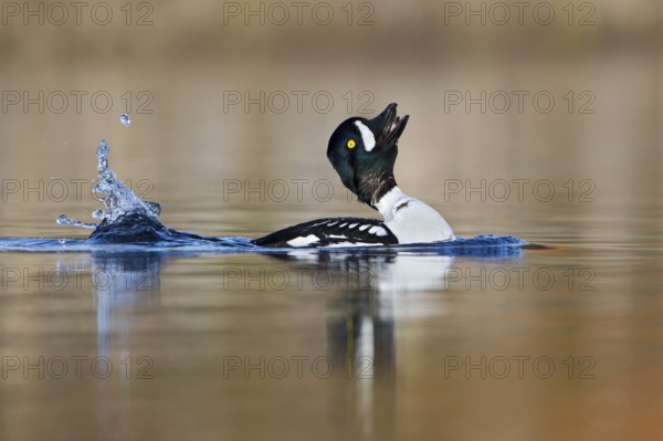 Barrow's Goldeneye (Bucephala islandica) male mating, British Columbia, Canada
