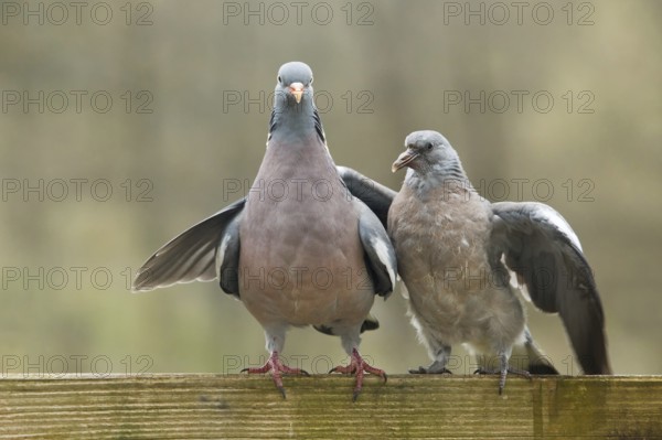 Common Wood Pigeon (Columba palumbus) juvenile, Rhineland-Palatinate, Germany
