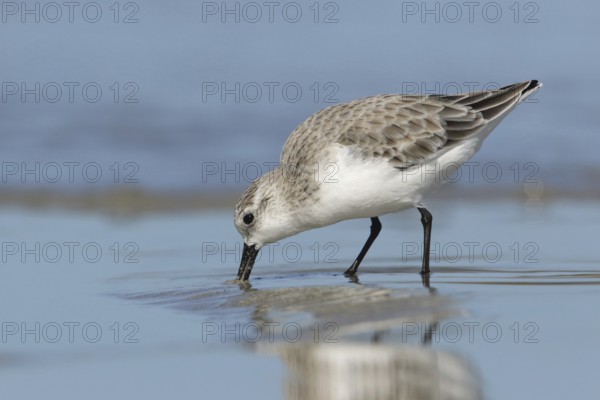Sanderling (Calidris alba) foraging, Victoria, Australia