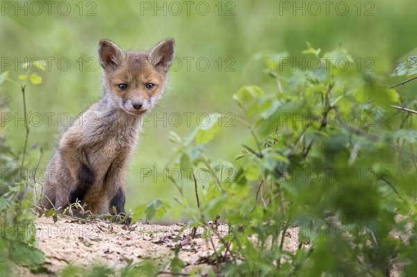 Red Fox (Vulpes vulpes) puppy sitting in front of den, Saxony-Anhalt, Germany