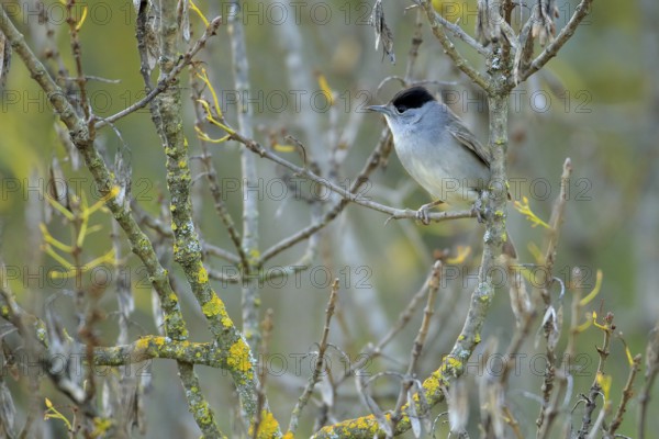 Eurasian Blackcap (Sylvia atricapilla) male perched on a twig, Andalusia, Spain