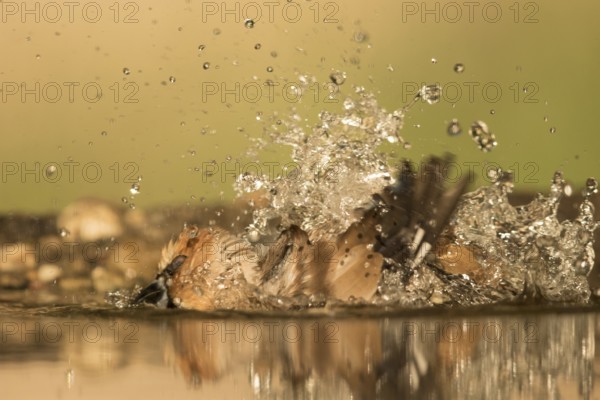 Hawfinch (Coccothraustes coccothraustes) male bathing, Serbia