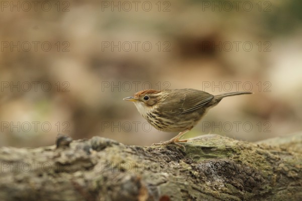 Puff-throated Babbler (Pellorneum ruficeps), Bueng Boraphet, Thailand
