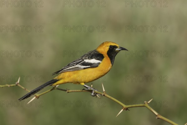 Hooded Oriole (Icterus cucullatus) male, California, USA