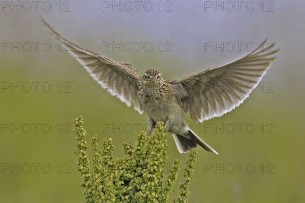 Eurasian Skylark (Alauda arvensis), North Rhine-Westphalia, Germany
