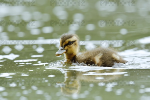 Mallard (Anas platyrhynchos), swimming chick, North Rhine-Westphalia, Germany