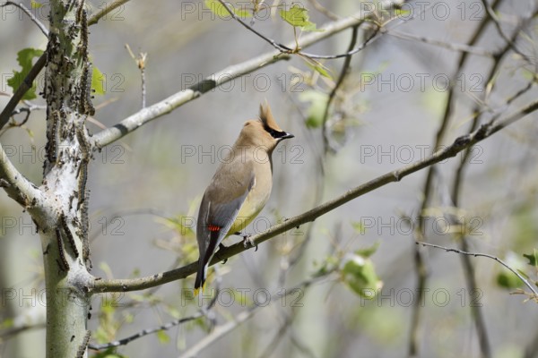 Cedar Waxwing (Bombycilla cedrorum), Waterton Lakes National Park, Alberta, Canada