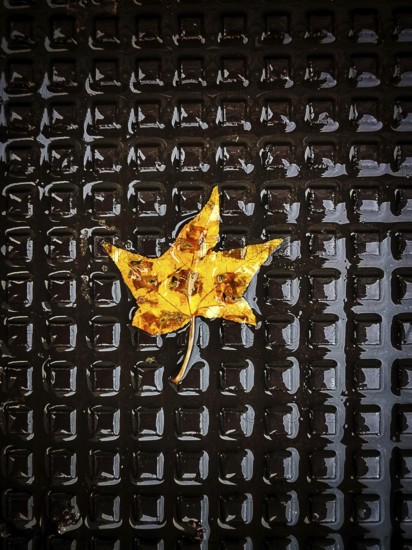 A vibrant yellow leaf rests peacefully on a black textured surface, glistening with raindrops and capturing the essence of autumn in the city. This serene moment highlights nature's beauty